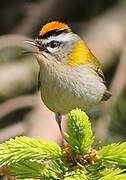 Common Firecrest