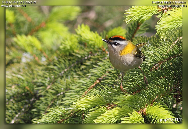 Common Firecrest