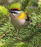 Common Firecrest