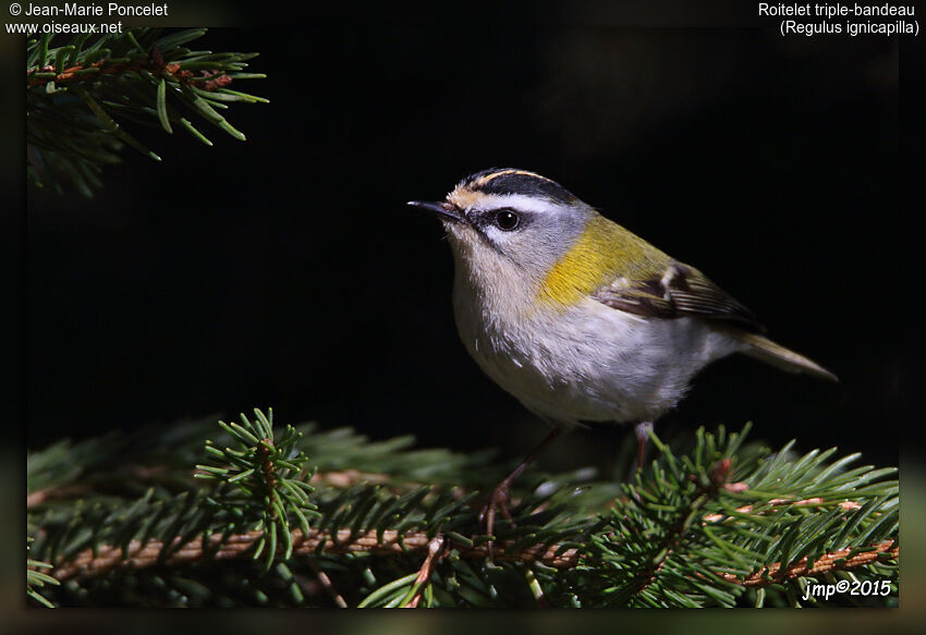 Common Firecrest