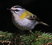 Common Firecrest