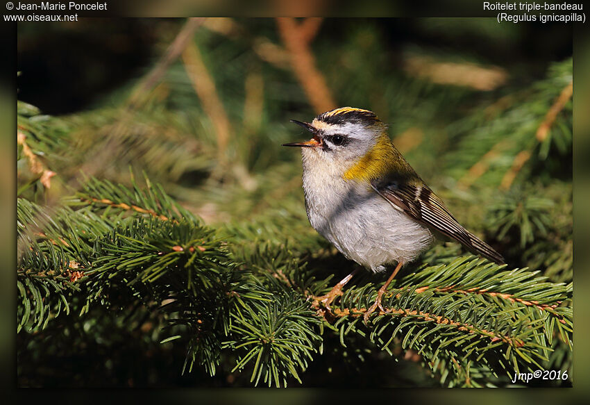 Common Firecrest