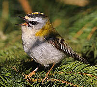 Common Firecrest