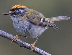 Common Firecrest