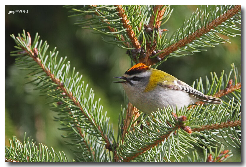 Common Firecrest