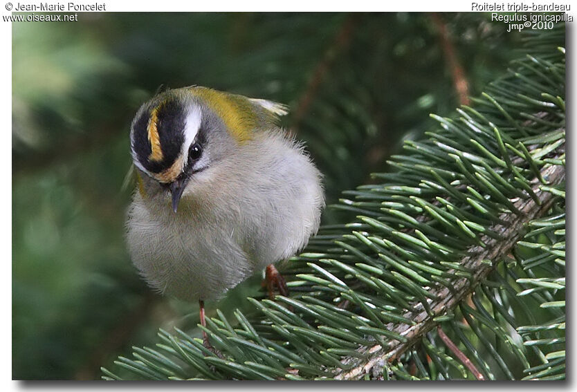 Common Firecrest