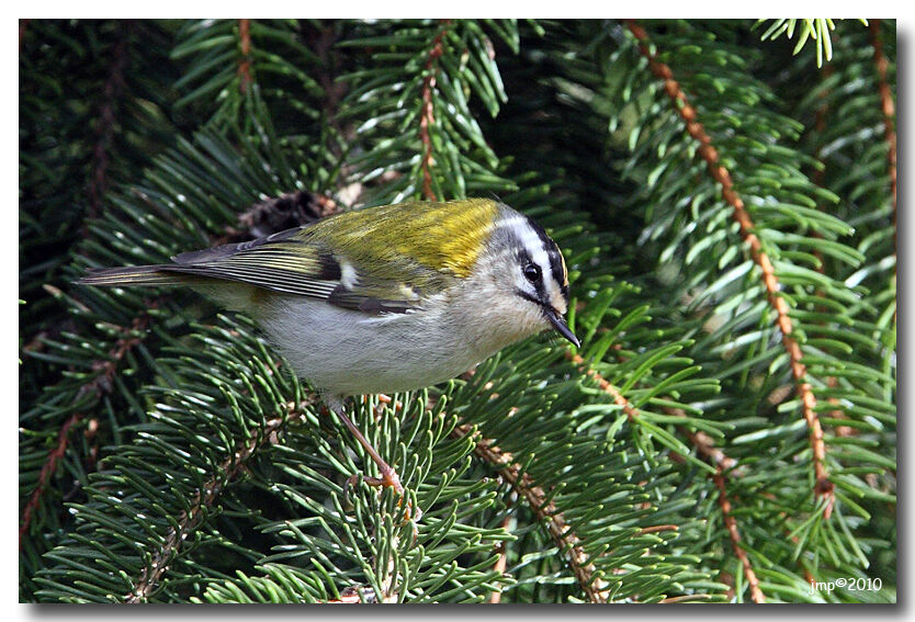 Common Firecrest