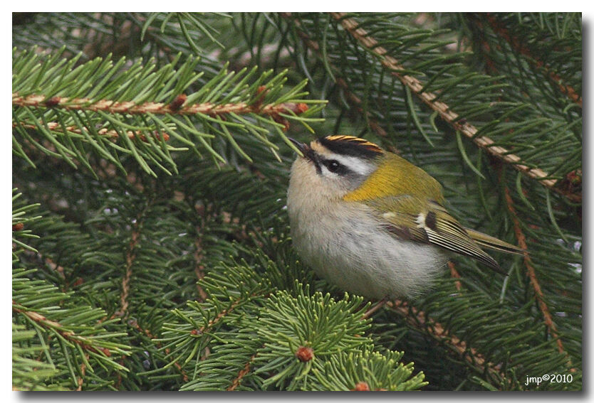 Common Firecrest