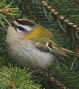 Common Firecrest