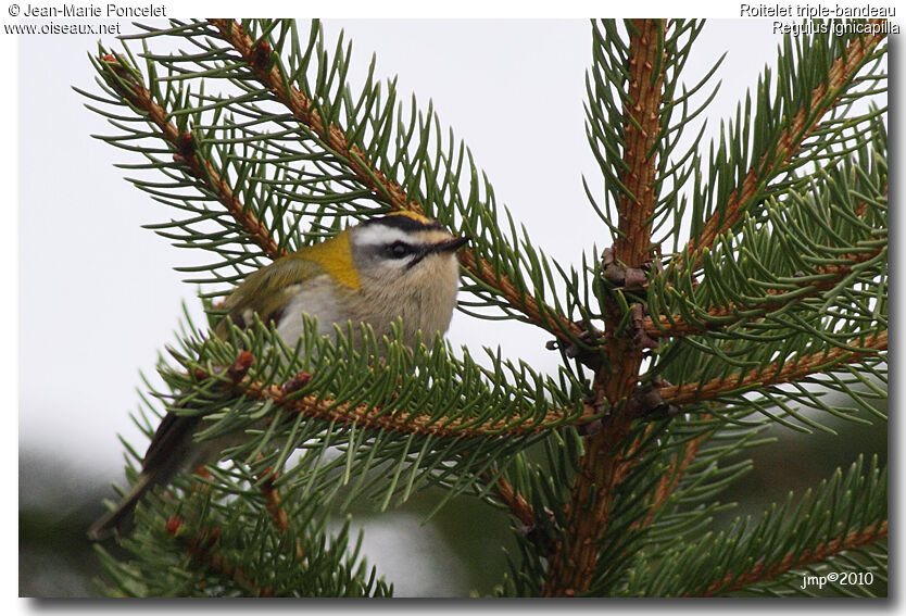 Common Firecrest