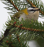 Common Firecrest