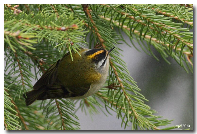 Common Firecrest