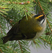 Common Firecrest