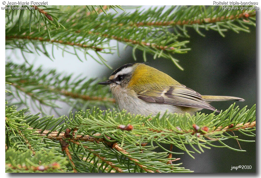 Common Firecrest