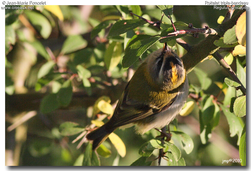 Common Firecrest