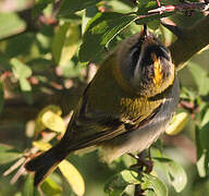 Common Firecrest