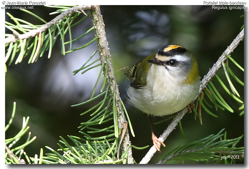 Common Firecrest