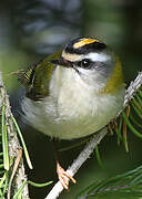 Common Firecrest