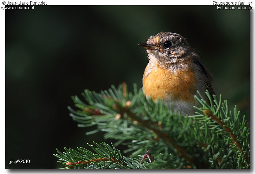 European Robin