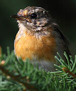 European Robin