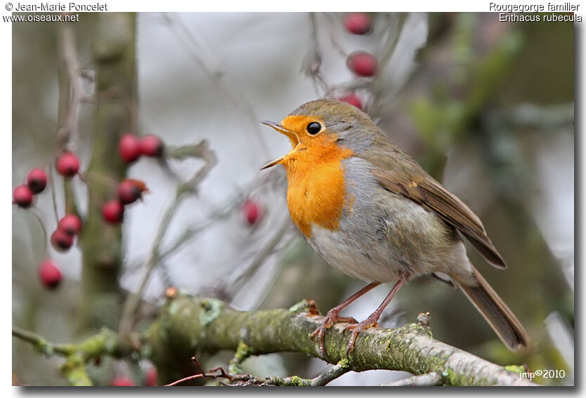 European Robin