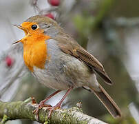 European Robin