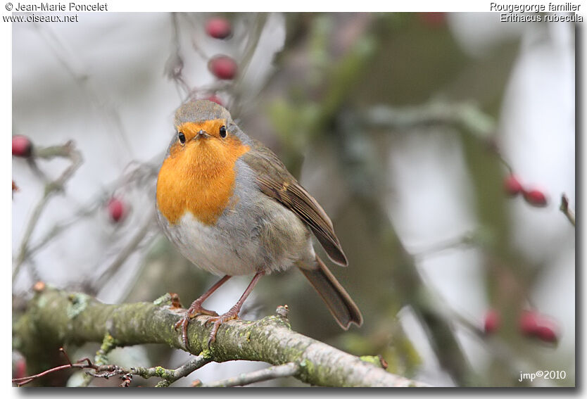 European Robin