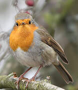 European Robin