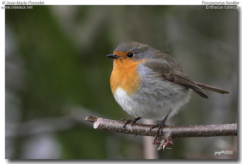 European Robin