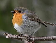 European Robin