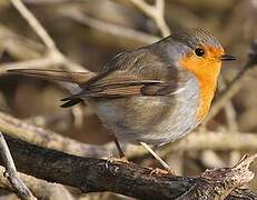 European Robin