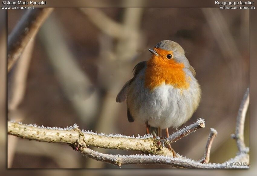 European Robin