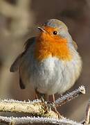 European Robin