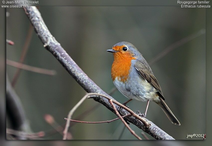 European Robin