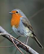 European Robin