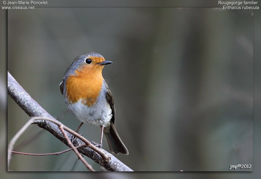 European Robin