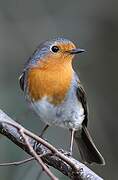 European Robin