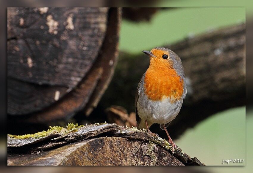 European Robin