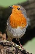 European Robin