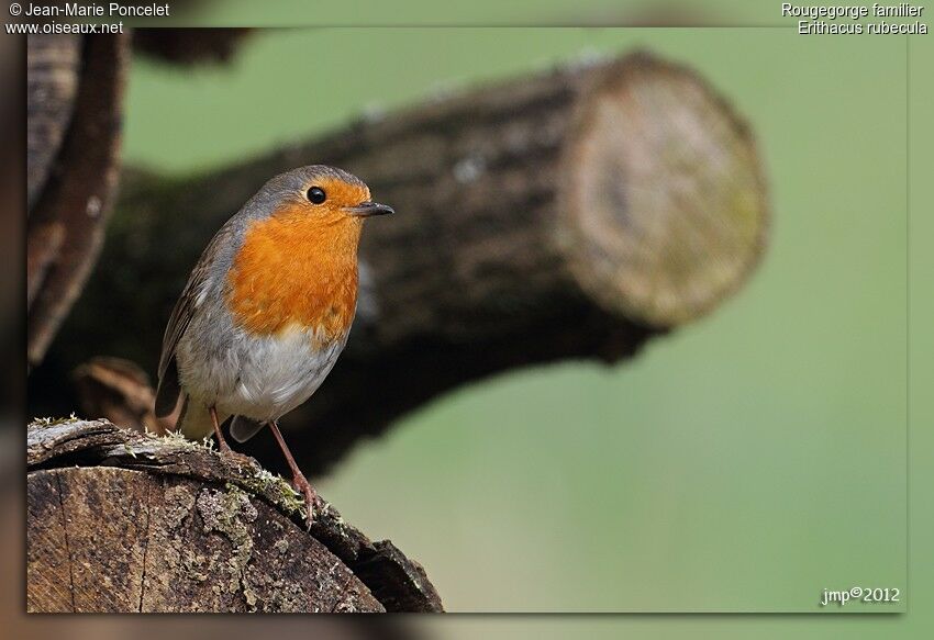 European Robin