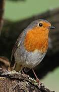 European Robin