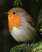 European Robin