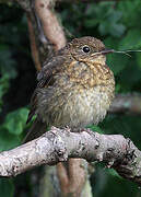 European Robin