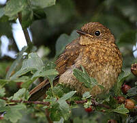 European Robin