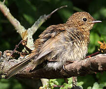 European Robin