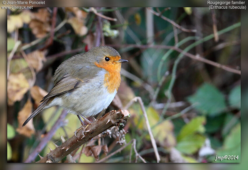 European Robin