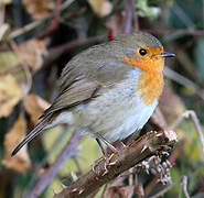 European Robin