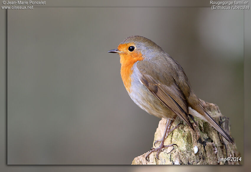 European Robin