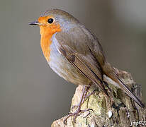 European Robin