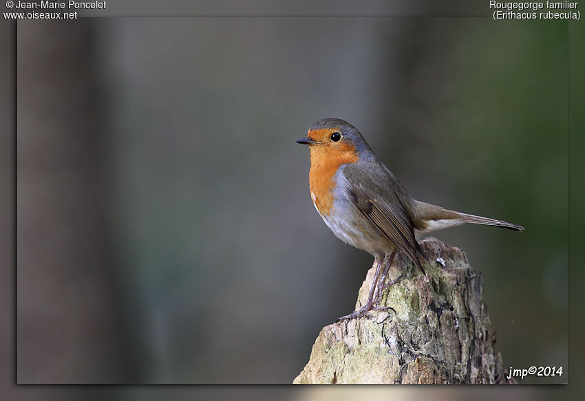 European Robin